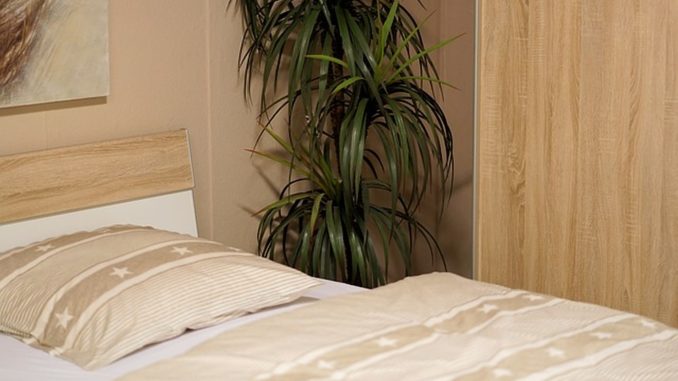 Welke planten in de slaapkamer? Welke planten in de slaapkamer?