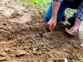 Wat is een tuinontwerp en waarom is het de investering waard?